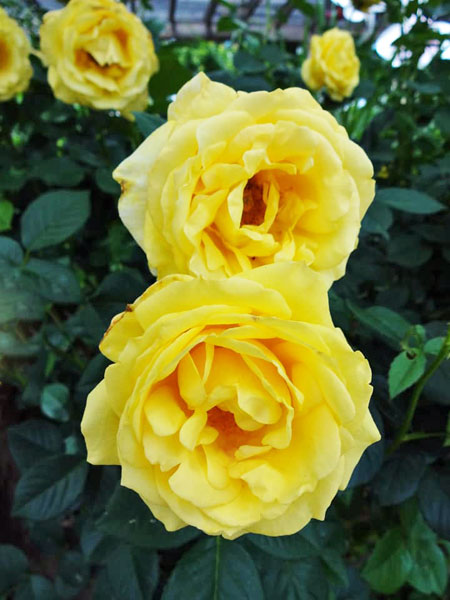 yellow roses