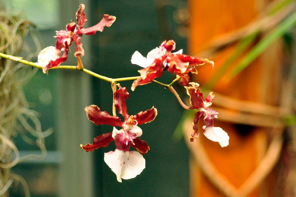 coffee smelling flower