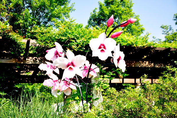 Pink and White Cattleya