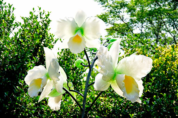 green, yellow and white Cattleya