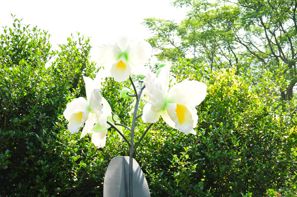 green, yellow and white Cattleya