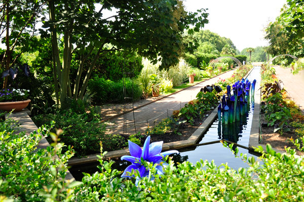 Pitcher Plants in the Canal Garden