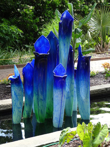 Pitcher Plants in the Canal Garden