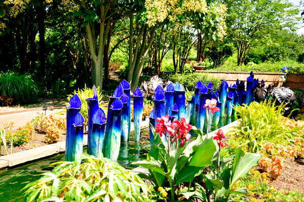 Pitcher Plants in the Canal Garden