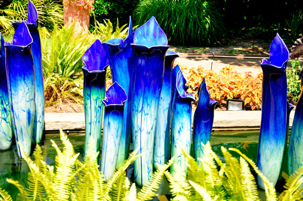 Pitcher Plants in the Canal Garden