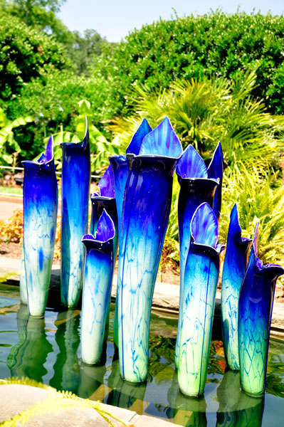 Pitcher Plants in the Canal Garden