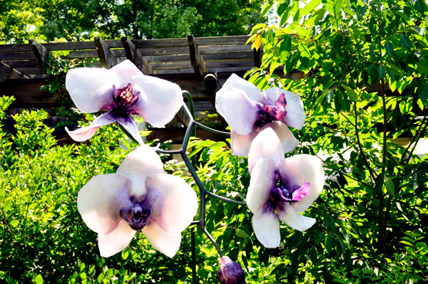 white and purple Cattleya glass flowers