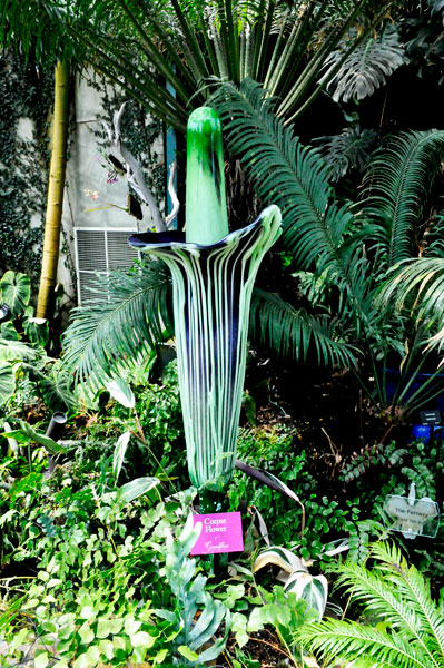 Corpse Flower