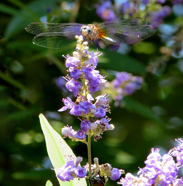 flower and insect