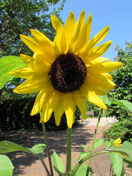 sunflower