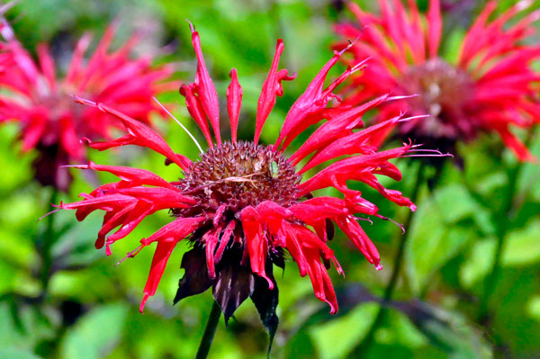 flowers outside of the Visitor Center