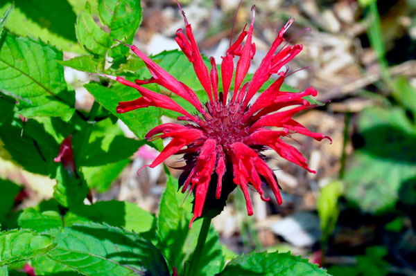 flower outside of the Visitor Center