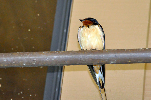 Barn Swallow