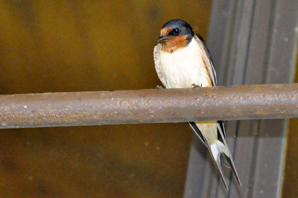 Barn Swallow