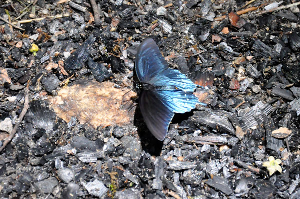 injured butterfly on the ground