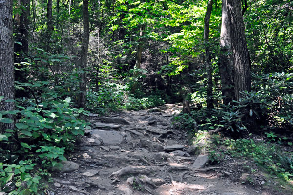 The trail to Catawba Falls
