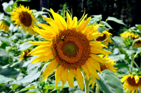 field of sunflowers