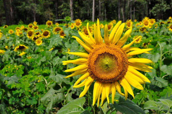 field of sunflowers