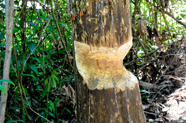 evidence of a beaver