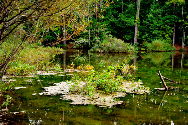 Stumpy Pond and reflections