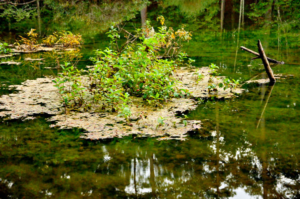 Stumpy Pond and reflections