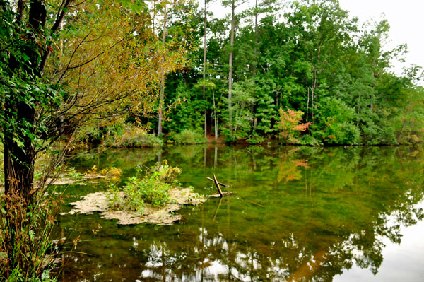 Stumpy Pond and reflections