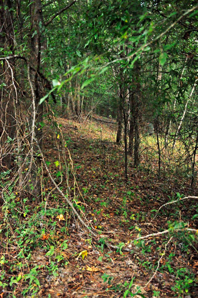 woods near Stumpy Pond