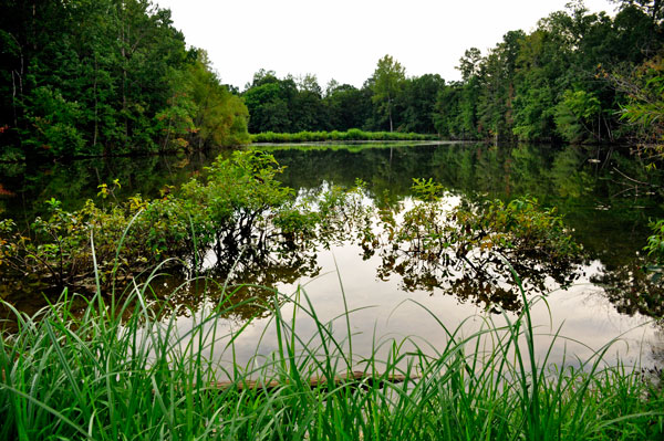 Stumpy Pond and reflections