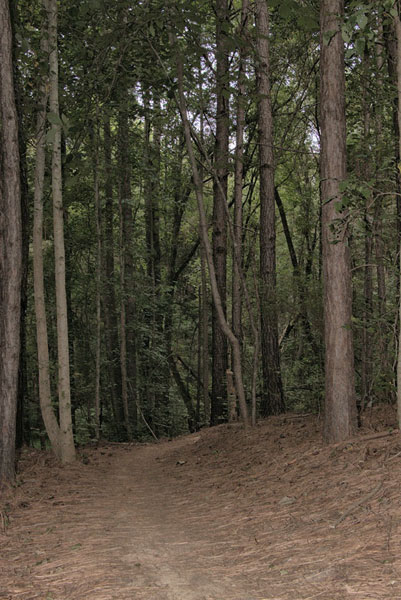 woods near Stumpy Pond