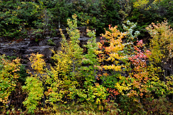 fall colors 