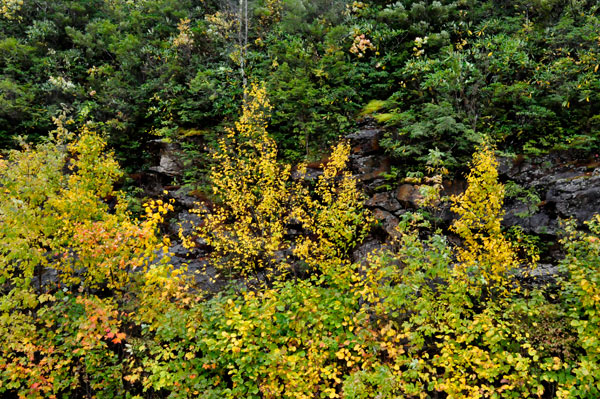 fall colors