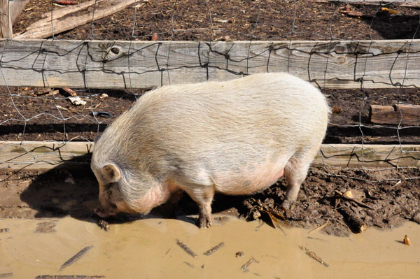 pig at Hall Family Farm