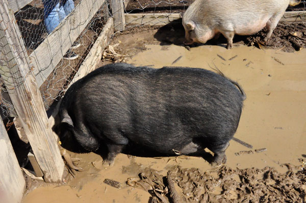 pigs at Hall Family Farm