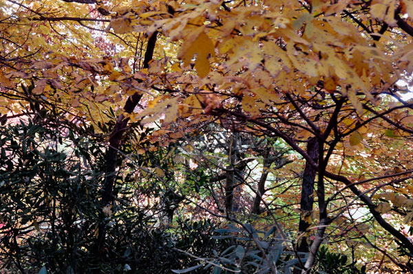 fall colors, autumn colors