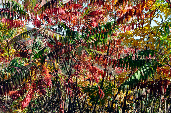 Lunch view - fall colors at Brown Mountain Overlook