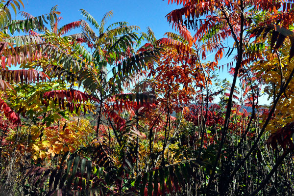 Lunch view - fall colors at Brown Mountain Overlook