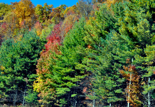 fall colors, autumn colors