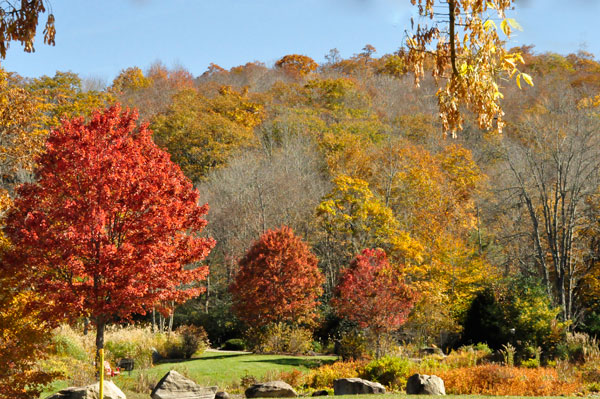 bright red tree and fall colors