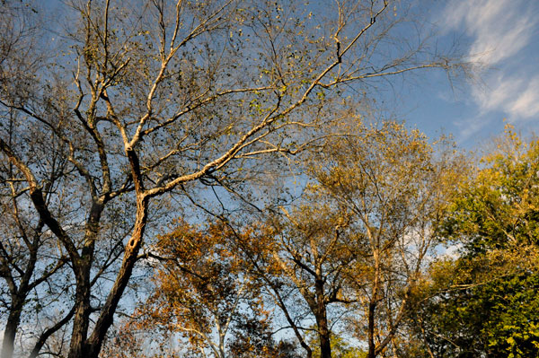 looking up into the sky through the trees