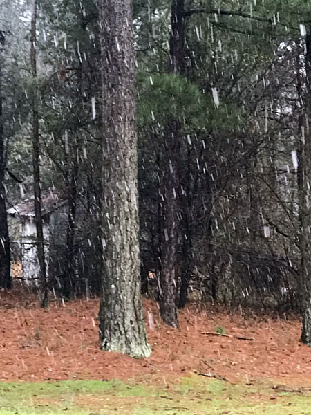 Snow falling by a tree in the back yard