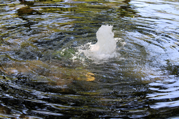 bubbling pond