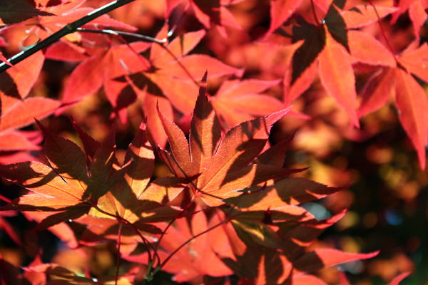 red leaves