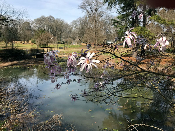 flowers and pond at Glencairn Garden