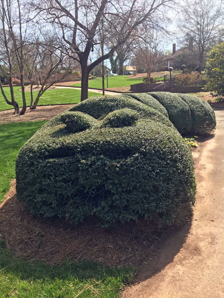 Catepillar hedge