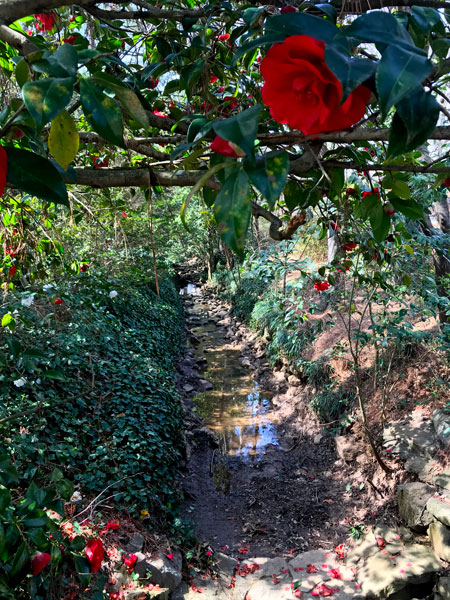 Flowers at Glencairn Garden