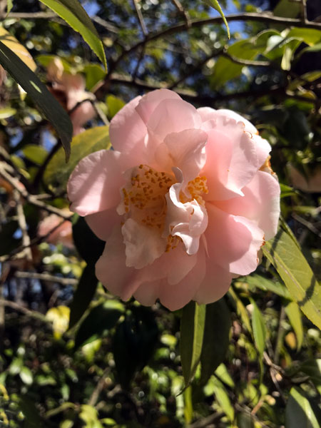 Flower at Glencairn Garden