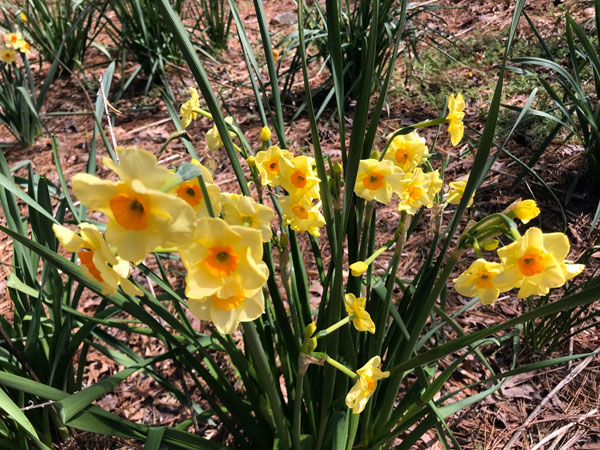 Flowers at Glencairn Garden