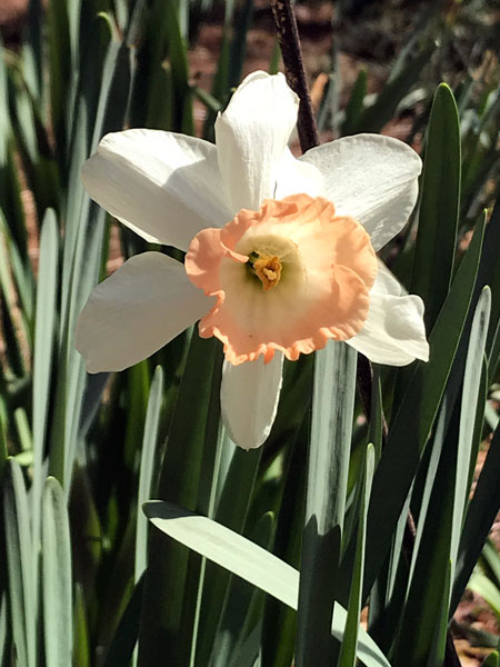 Flower at Glencairn Garden