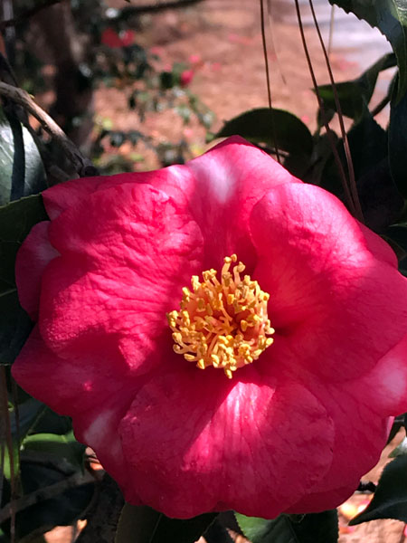 Flower at Glencairn Garden