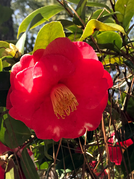 Flower at Glencairn Garden